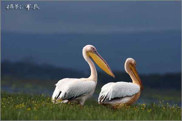 军长的肯尼亚观鸟日记