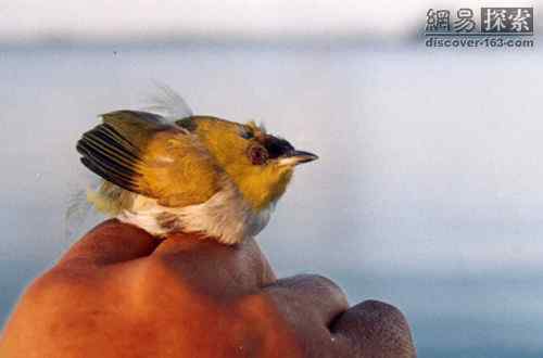 印尼发现新鸟种，类似白眼鸟