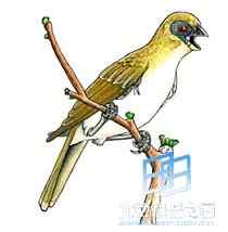 反鸟是什么鸟？