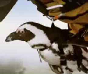 把不会飞的鸟类，带上天空