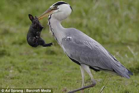 苍鹭如何一口吃掉一只兔子