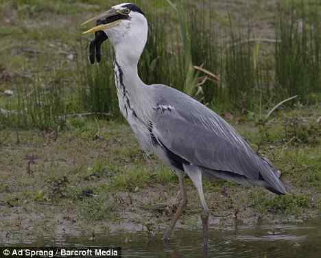 苍鹭如何一口吃掉一只兔子