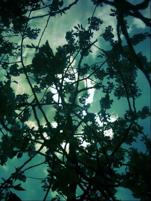 泰戈尔《飞鸟集》节选　生如夏花之绚烂，死如秋叶之静美