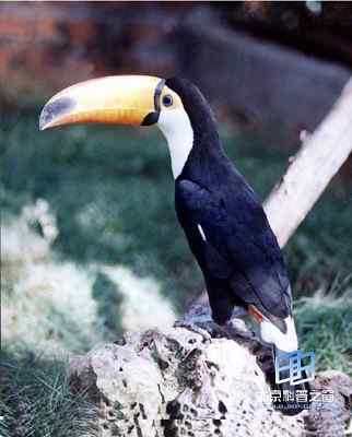 鞭笞巨嘴鸟--奇特大嘴