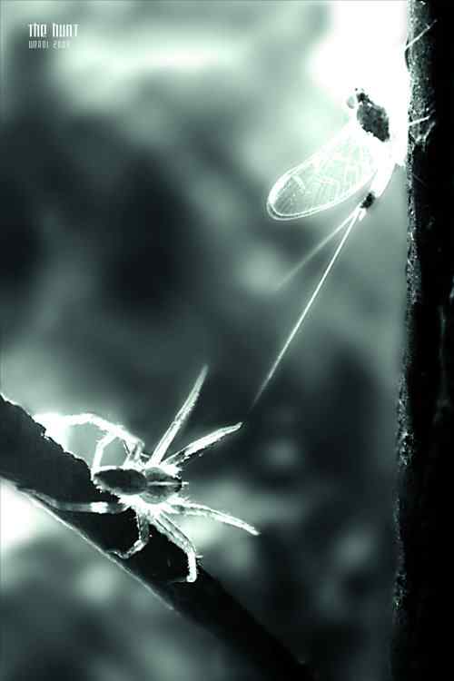 泰戈尔《飞鸟集》节选　生如夏花之绚烂，死如秋叶之静美