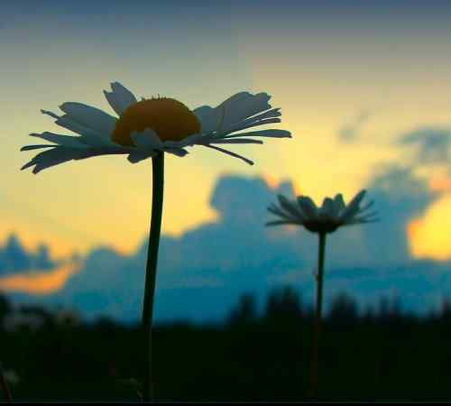 泰戈尔《飞鸟集》节选　生如夏花之绚烂，死如秋叶之静美