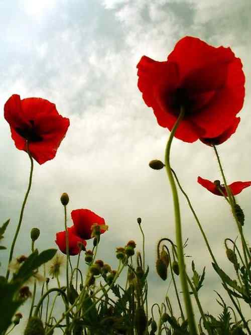 泰戈尔《飞鸟集》节选　生如夏花之绚烂，死如秋叶之静美
