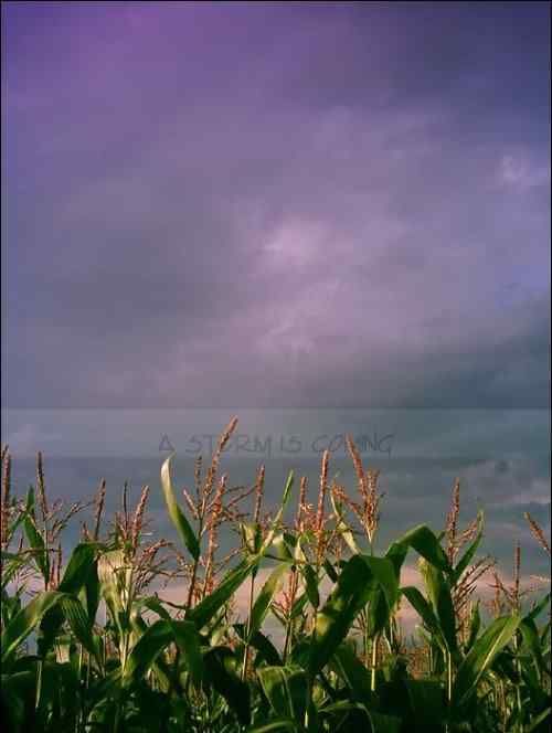 泰戈尔《飞鸟集》节选　生如夏花之绚烂，死如秋叶之静美