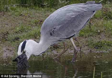 苍鹭如何一口吃掉一只兔子