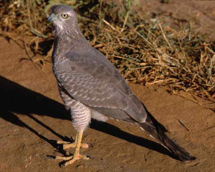 非洲轻骑兵：歌鹰大全