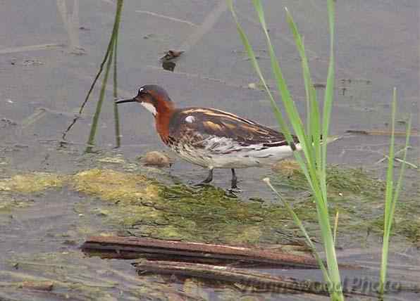 【视频】BBC动物世界之鸟类The Life of Birds第七集：finding patners求偶
