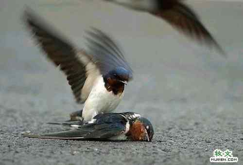 两只鸟的生死爱情故事