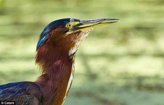乐极生悲,蜻蜓夫妇葬身绿鹭之口 乐极生悲,蜻蜓夫妇葬身绿鹭之口