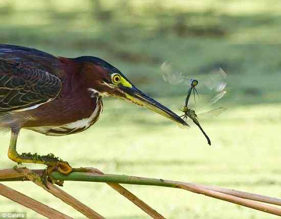 乐极生悲,蜻蜓夫妇葬身绿鹭之口 乐极生悲,蜻蜓夫妇葬身绿鹭之口