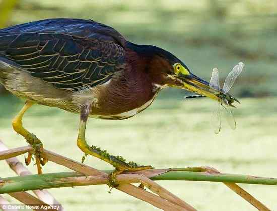 乐极生悲,蜻蜓夫妇葬身绿鹭之口 乐极生悲,蜻蜓夫妇葬身绿鹭之口