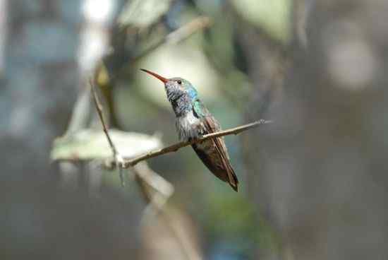 国际摄影大赛“野生极危或灭绝”——最珍稀的13种鸟类