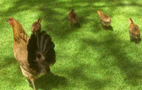 研究证明：鸟类也有感情