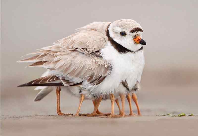 九条腿的鸟—— 笛鸻 Piping Plover