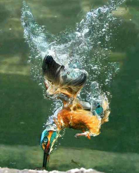 摄影爱好者耗时一年拍翠鸟入水捕捉鲦鱼(图)