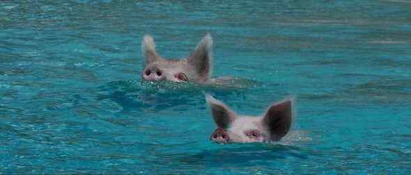 加勒比海野猪酷爱游泳向过往游客讨食(组图)