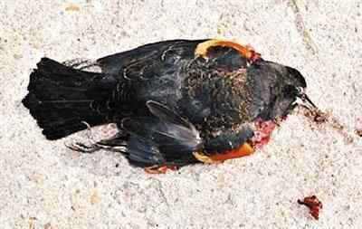 红翅黑鹂之死——可能躲避新年焰火所致