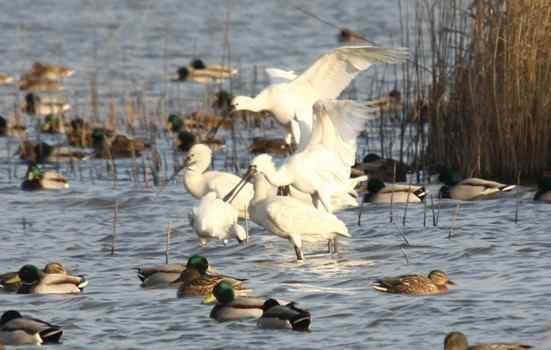 【摄影大赛】上海东滩湿地公园发现黑脸琵鹭 来观鸟和参赛吧！
