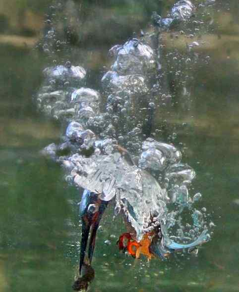 摄影爱好者耗时一年拍翠鸟入水捕捉鲦鱼(图)