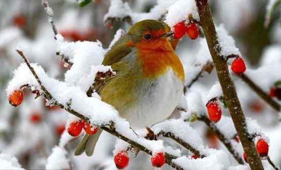 英国冬天里胖乎乎的知更鸟