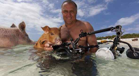 加勒比海野猪酷爱游泳向过往游客讨食(组图)