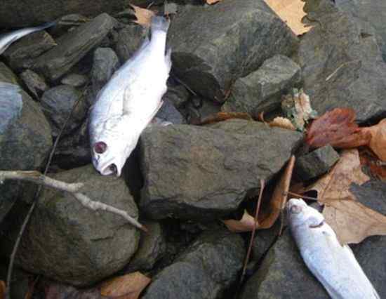美国2011年新年连续发生鸟类鱼类群体死亡事件