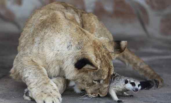 跨物种亲情：遗弃的小雌狮与海岛猫鼬