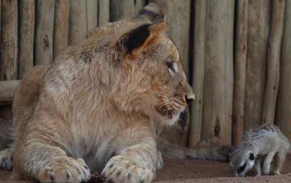 跨物种亲情：遗弃的小雌狮与海岛猫鼬