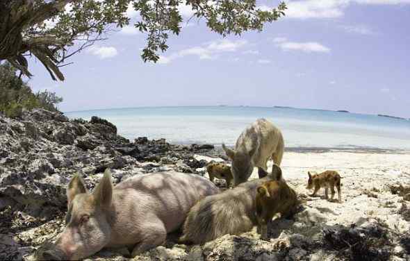加勒比海野猪酷爱游泳向过往游客讨食(组图)