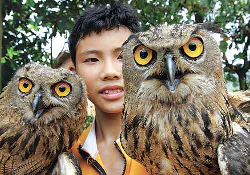 两只鸭蛋孵出猫头鹰 每天要吃一斤肉 两只鸭蛋孵出猫头鹰 每天要吃一斤肉