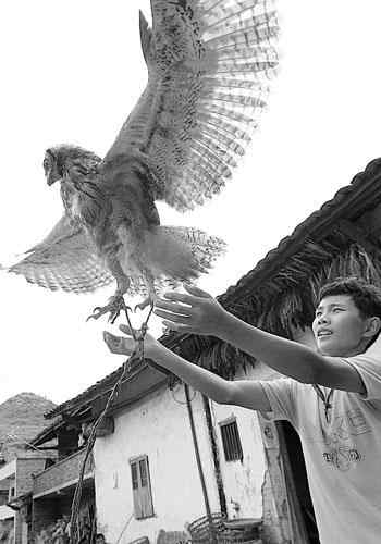 两只鸭蛋孵出猫头鹰 每天要吃一斤肉 两只鸭蛋孵出猫头鹰 每天要吃一斤肉