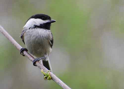 美洲黑头山雀利用叫声报警