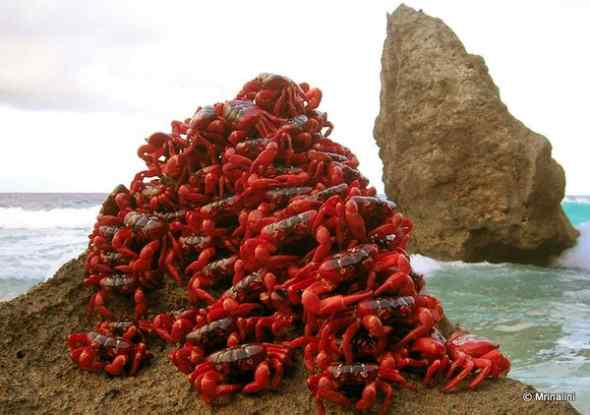 百万澳大利亚圣诞岛红蟹大迁徙
