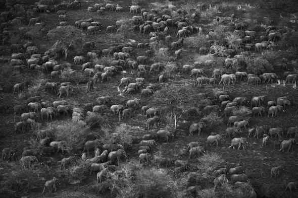 非洲大象大迁徙
