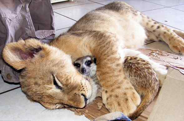 跨物种亲情：遗弃的小雌狮与海岛猫鼬