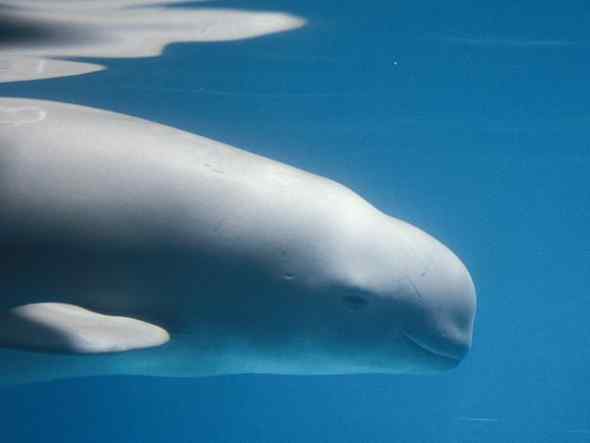 世界七大河豚都快灭绝了! 世界七大河豚都快灭绝了!