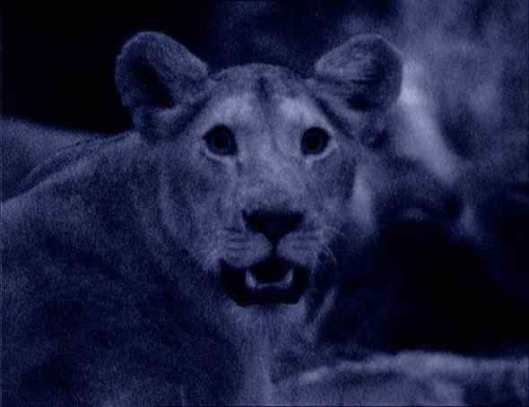 热成像摄影技术偷拍非洲的暗夜杀手——狮子