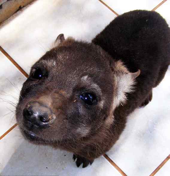 可怕而凶猛的土狼 可爱又顽皮的土狼