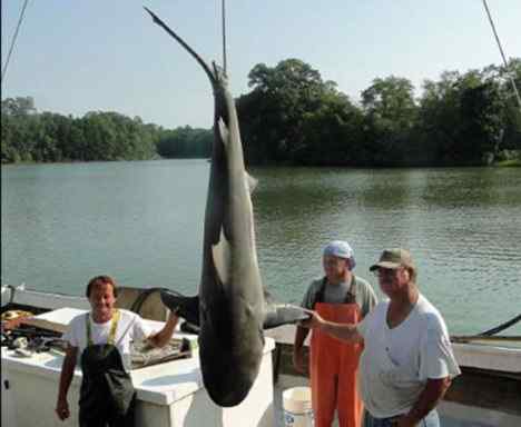 世界上最危险的鲨鱼——牛鲨