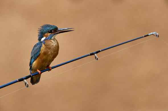 有爱的英国翠鸟旅馆