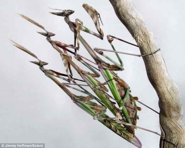 伪装大师——螳螂