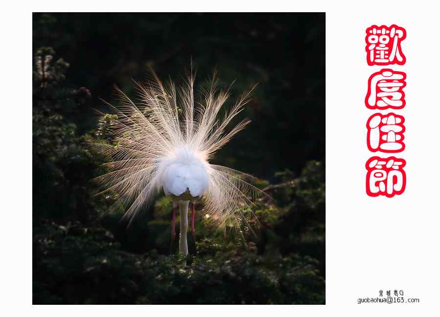 贺中秋庆国庆 泉城老G鸟类摄影作品