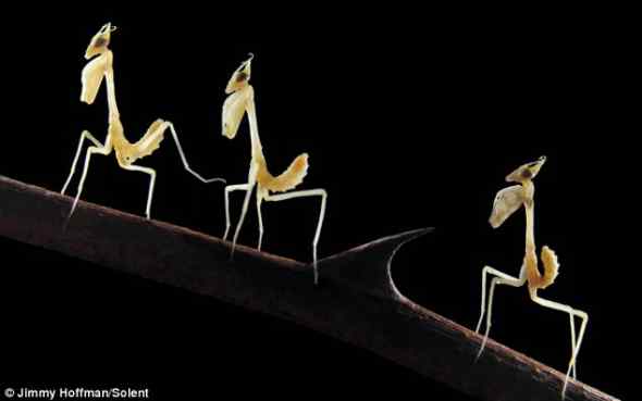 伪装大师——螳螂