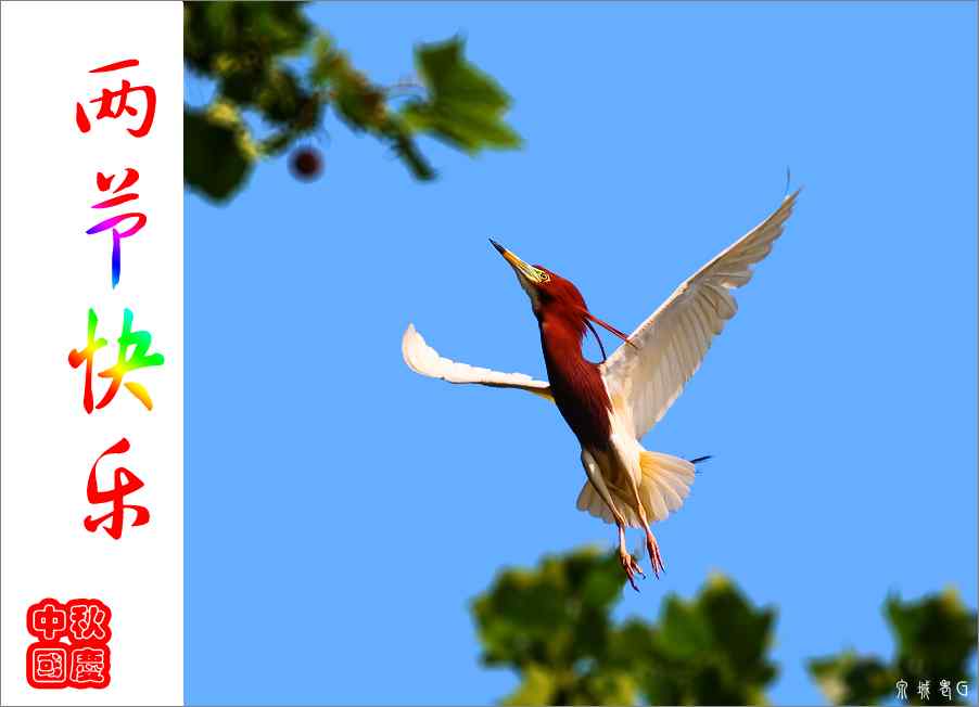 贺中秋庆国庆 泉城老G鸟类摄影作品