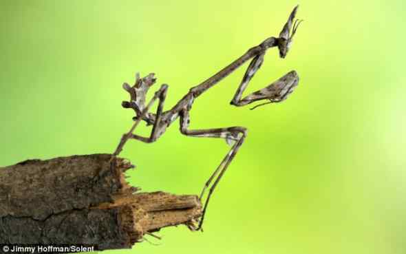 伪装大师——螳螂