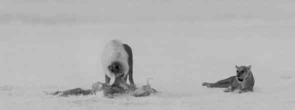 热成像摄影技术偷拍非洲的暗夜杀手——狮子 热成像摄影技术偷拍非洲的暗夜杀手——狮子